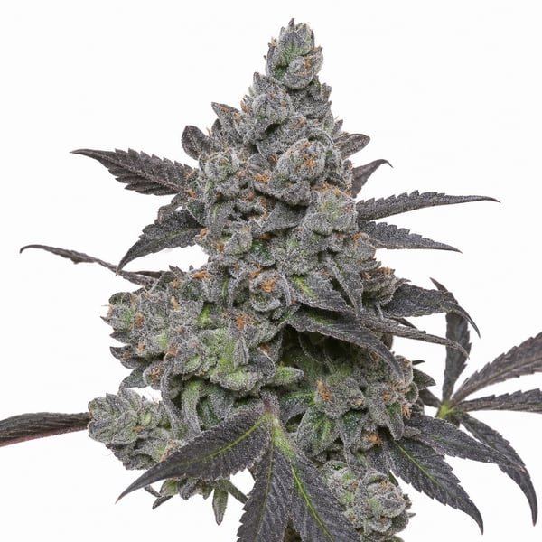 Apples and Bananas Strain