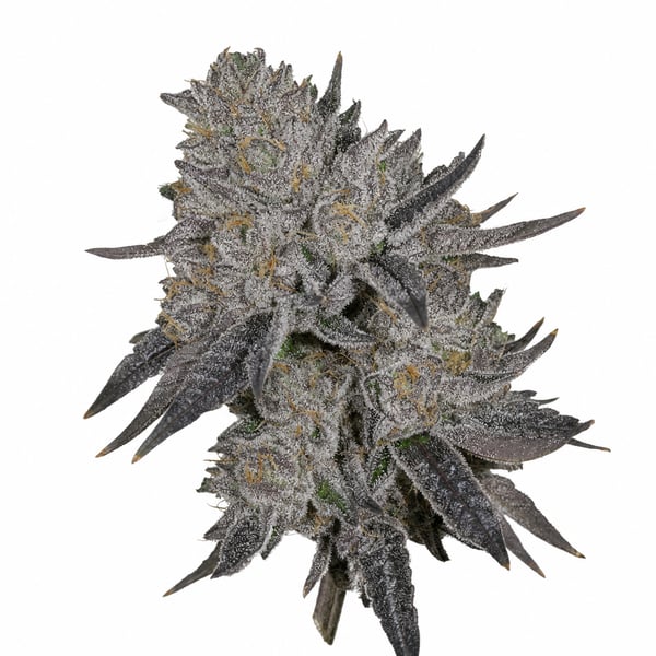 Platinum Pave