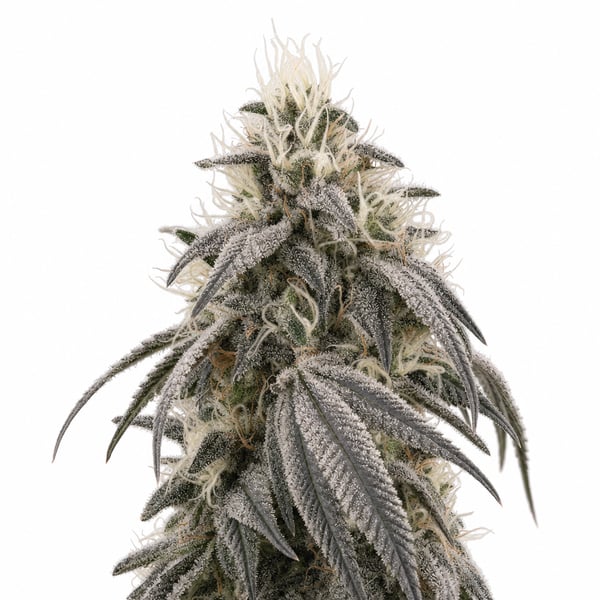 Frosted Fruit Cake