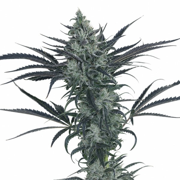 Blueberry Headband