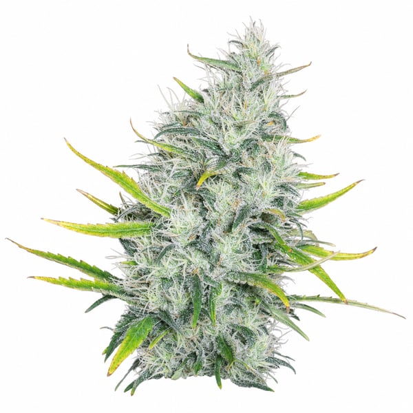 Maui Wowie