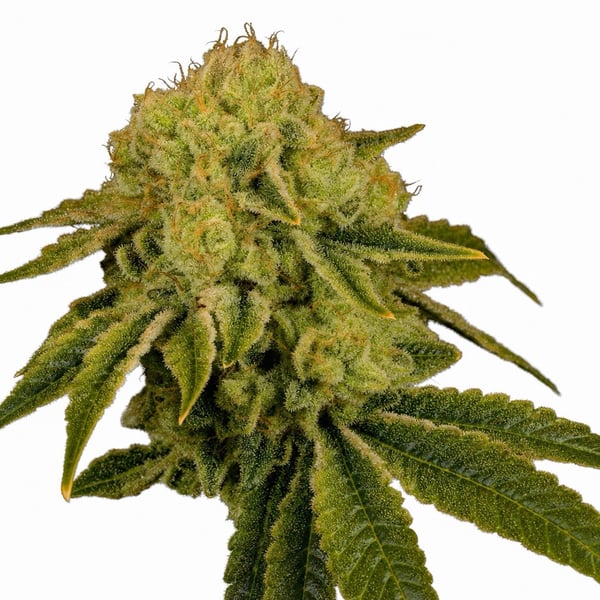 Space Cake Cannabis Strain