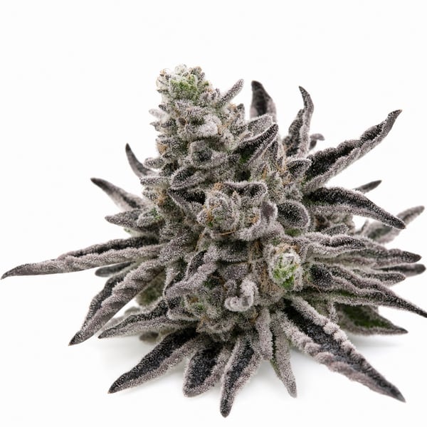 Permanent Marker Cannabis Strain