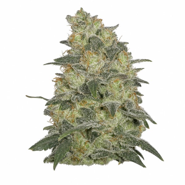 Lemon Cherry Pie