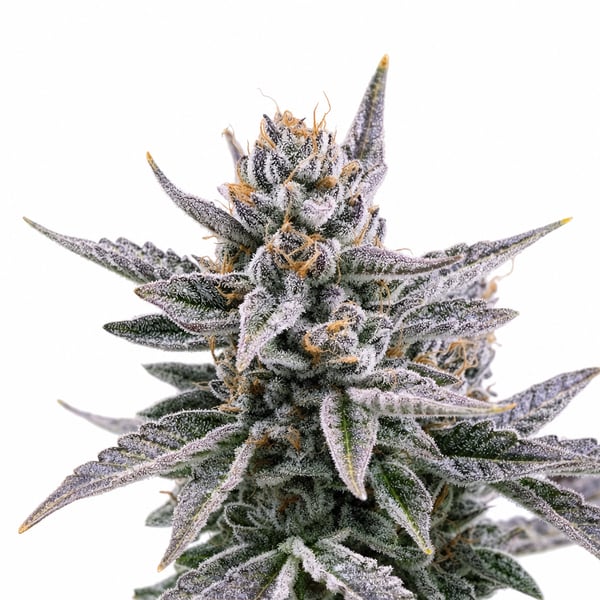 Grape Pie