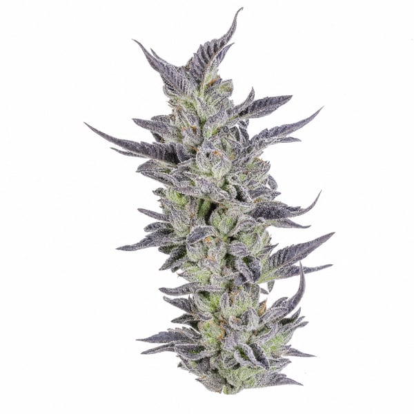 Acai Berry