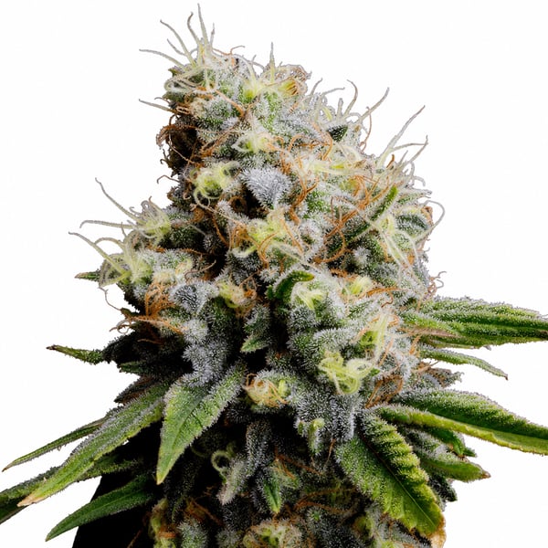 Sky Berry Kush