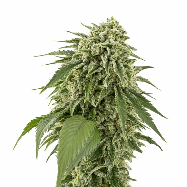Afghan Bubba Kush