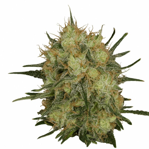 Golden Goat