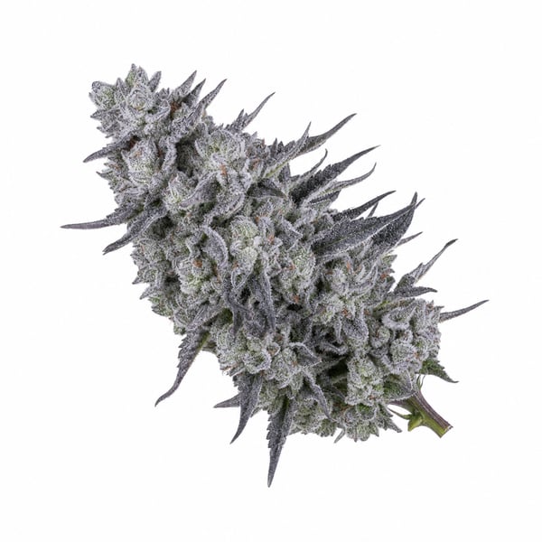 Cream Cake