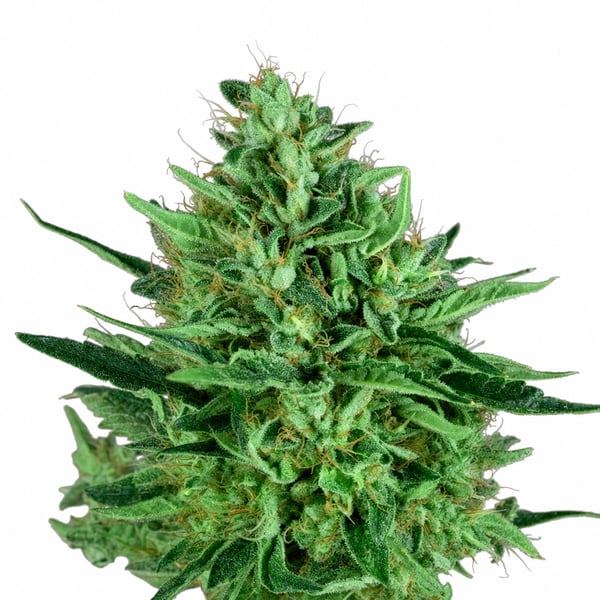 Cold Creek Kush