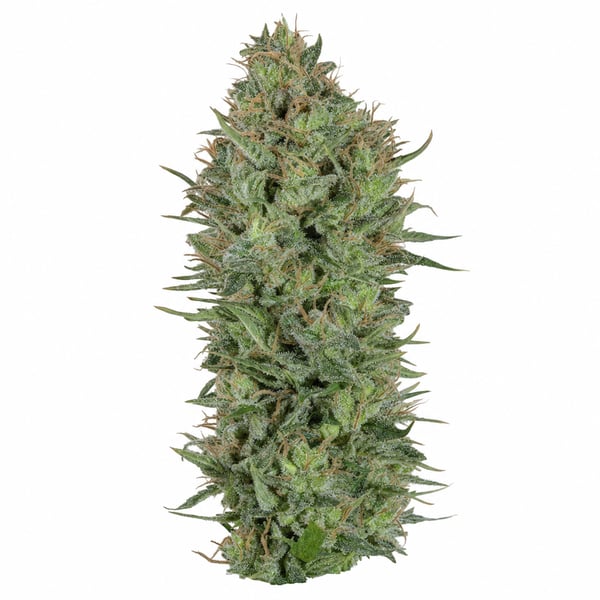 G13 Ultra