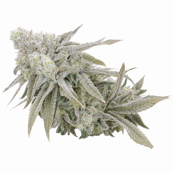 Cap Junky Cannabis Strain