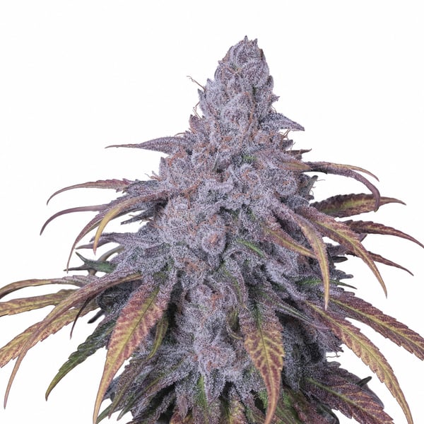 Tropical Cherry Punch