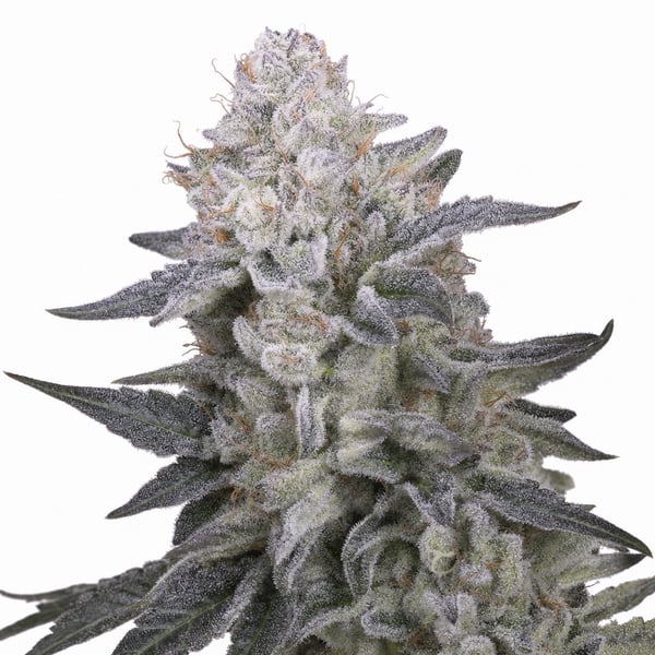 Slurricane Strain Cannabisbluete