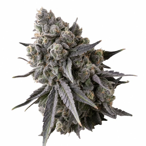 Sour Mintz Haze