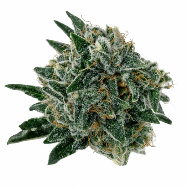 Honeydew Haze