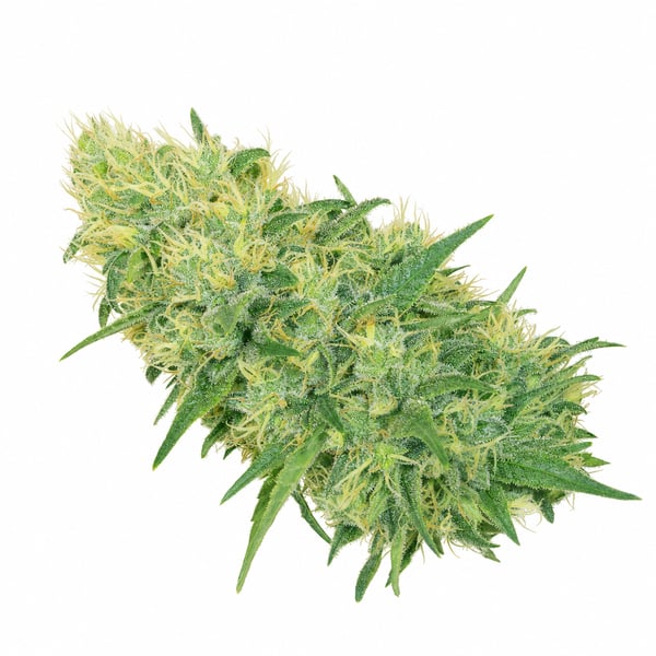 Durban Cherry