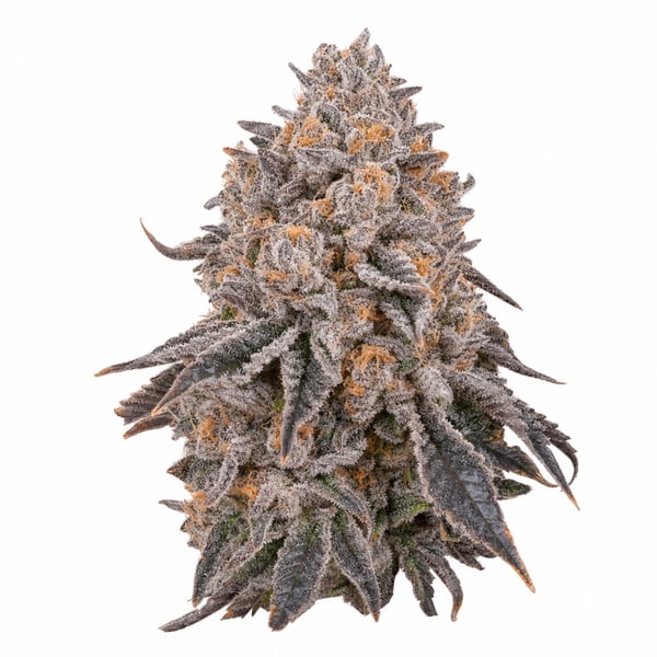 Grape Dosi