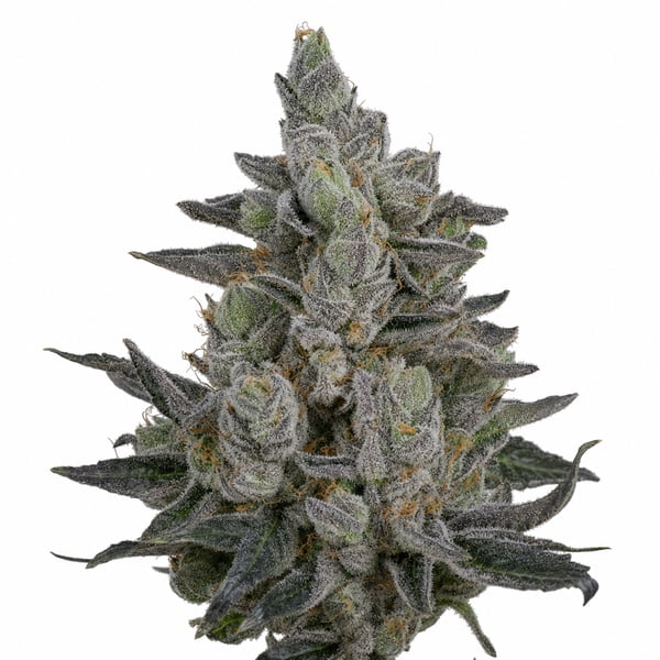 Tropic Candy