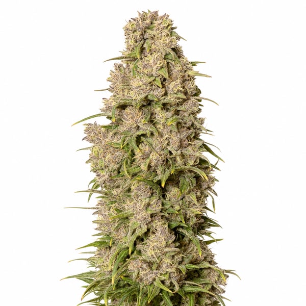 Starhaze OG