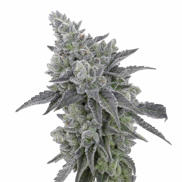 Wedding Pie Gelato