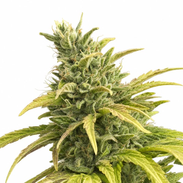 Gas Cake