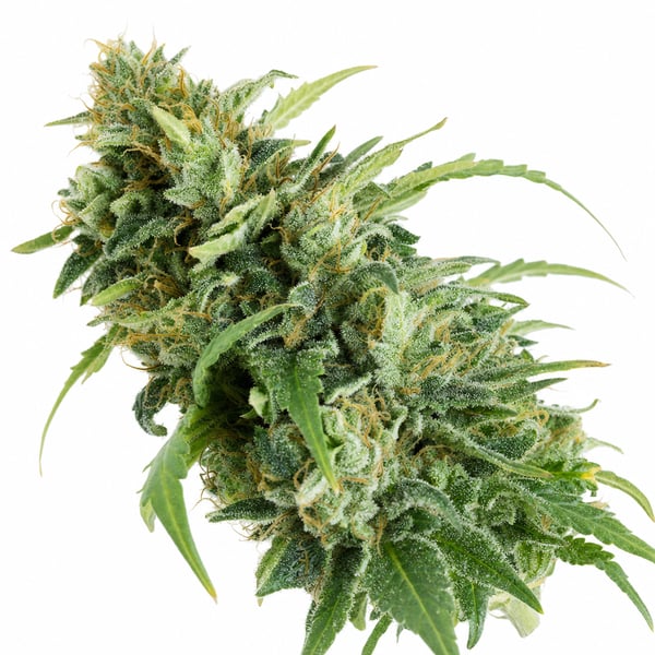 Frozen Lemon Haze