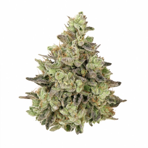 Campfire Kush