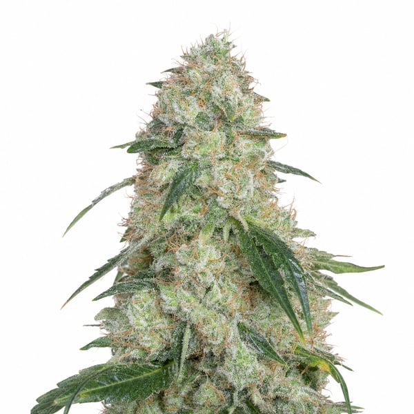 Blue Caviar