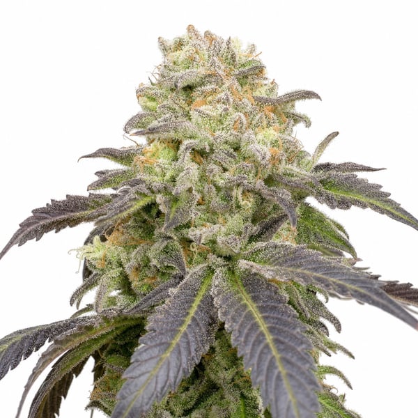 Warlock CBD