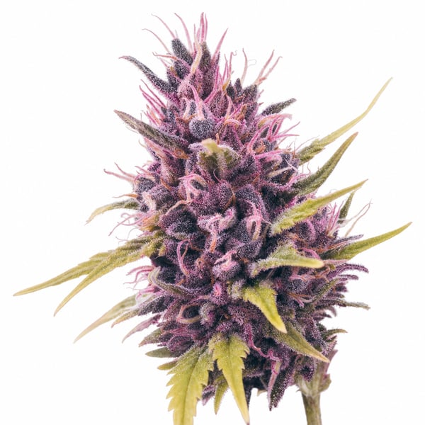 Purple Rain by The Gram