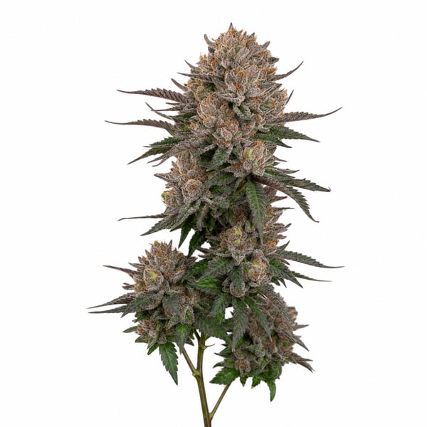 Blueberry Bananas