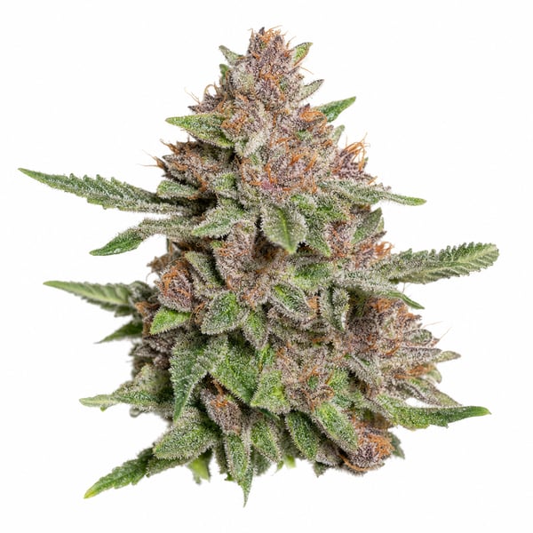Animal Mints x Bubba Kush