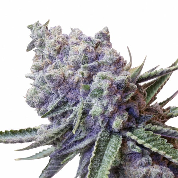 Sour OG Cheese