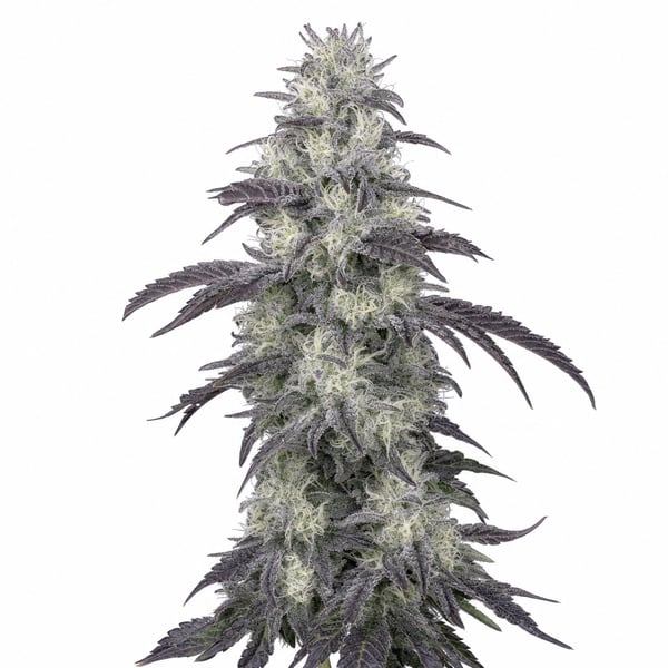 Sourflare