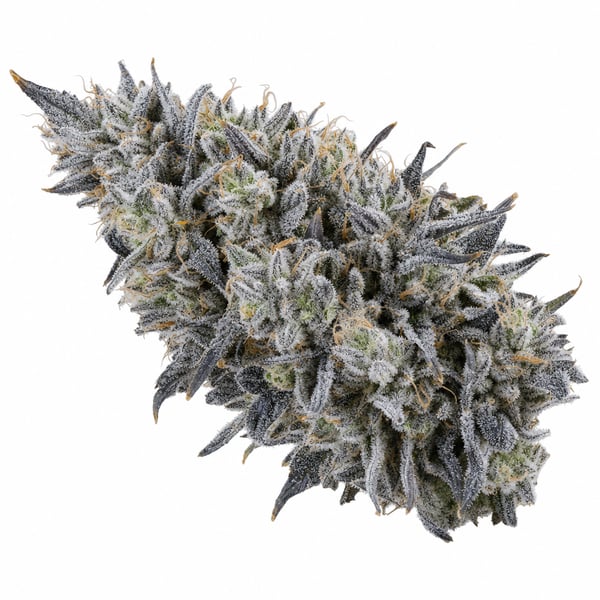 Sun Lemon Diesel