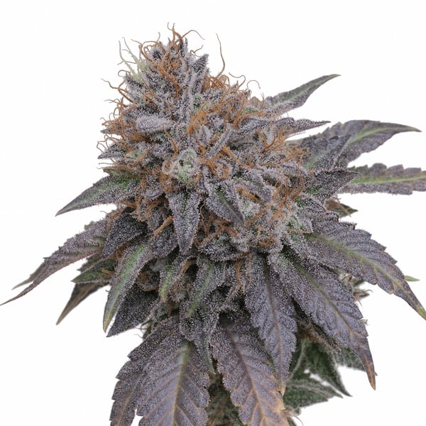 Gelato OG Kush