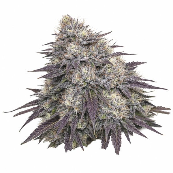 Gelatti Kush Mints