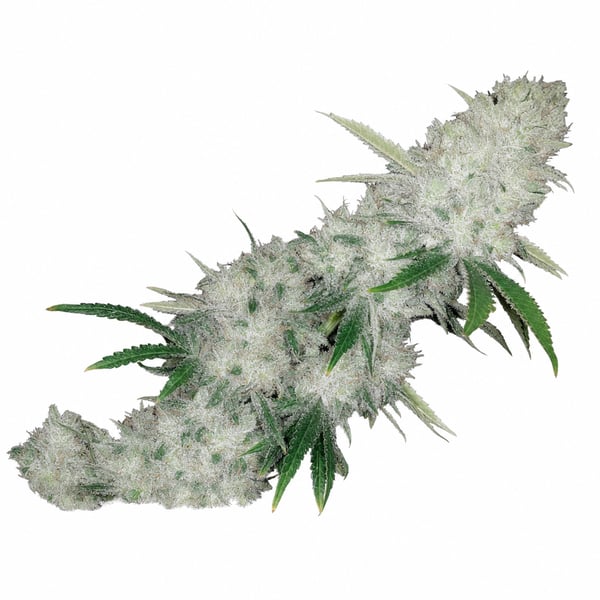 Banana Kush