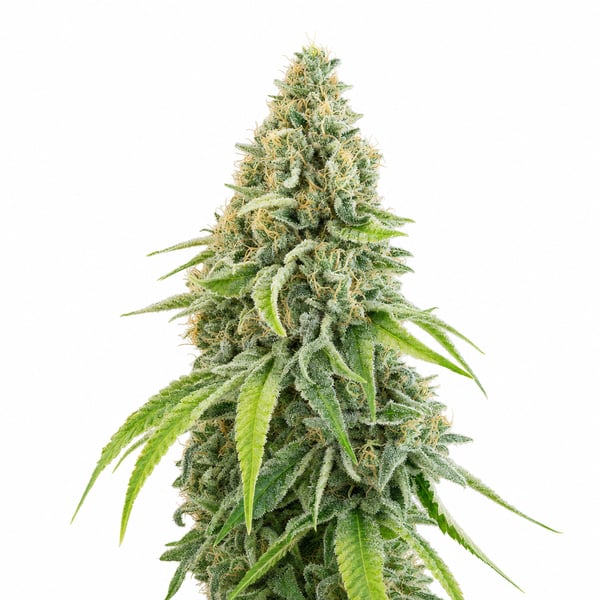 Waldmeister
