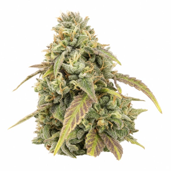 Triangle Kush