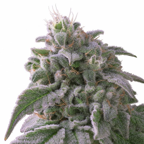 Frosted Cookies
