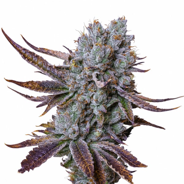 Candy Pave