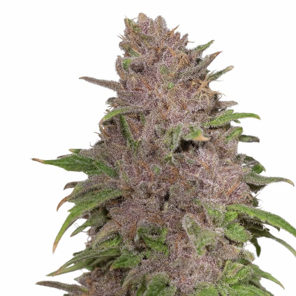 Black Russian