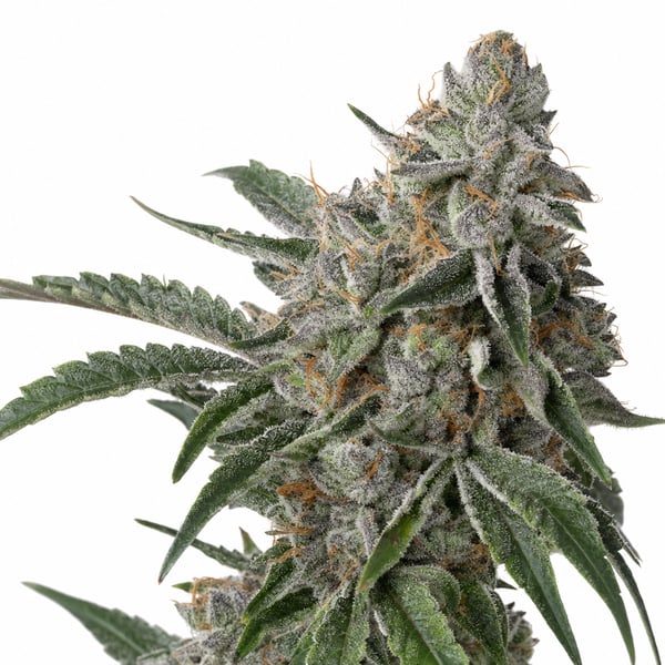 Sour Crush Haze