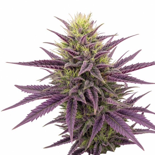 Purple Moon