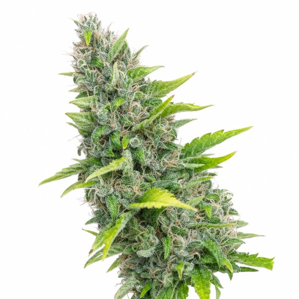 Orange Dreamsicle