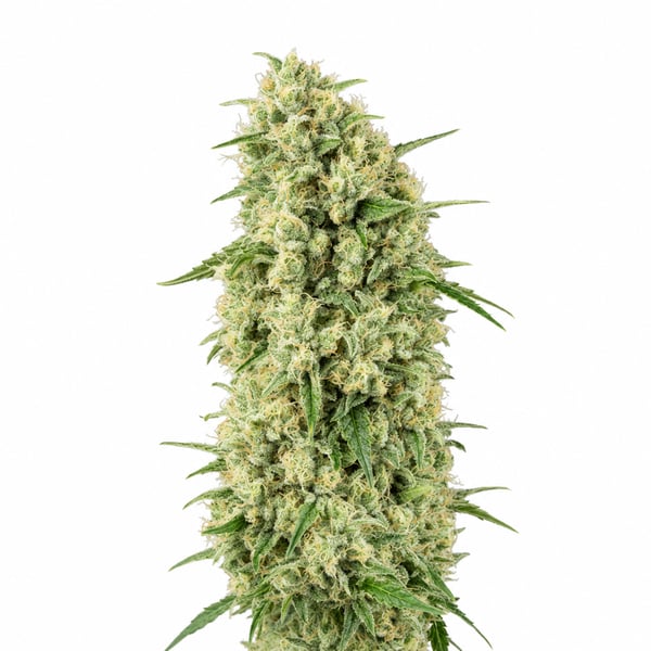 Purps Crystal Breath