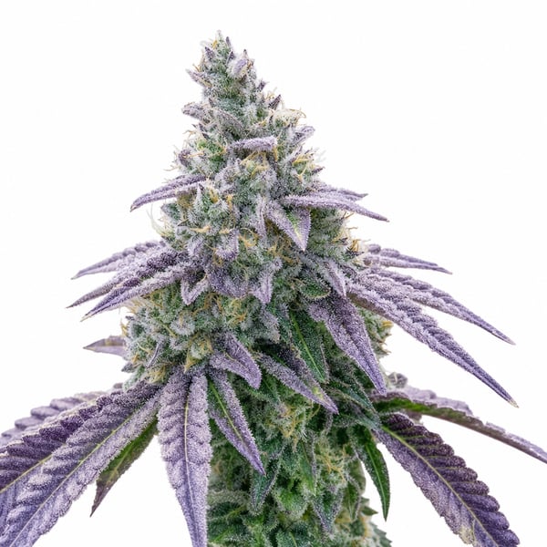 Fruity Pebbles